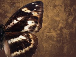 ������������ � ����������� ����������