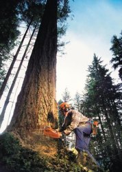 ������ ��������� Packard Spence