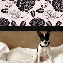 ������������ ���� �� ������������ ������