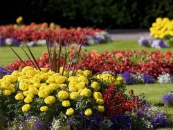 Цветники и клумбы в вашем саду