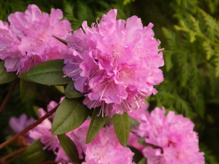 ����� �� ����� �������