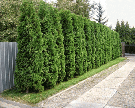 ����� ��������