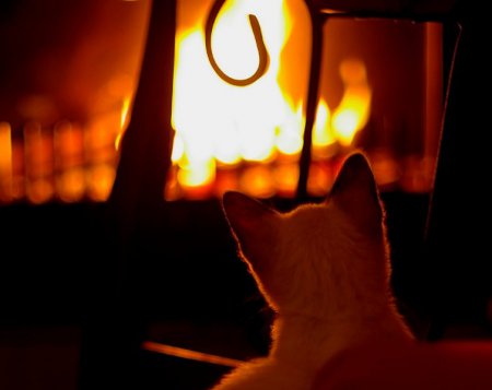 ����� ����������� ������������-������� ZENET �������