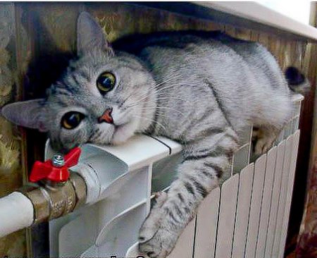 ��� ������� �������� ���������