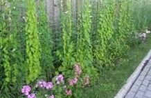 ������������� ������