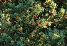 ���������� ������ ���� � ������� ��������