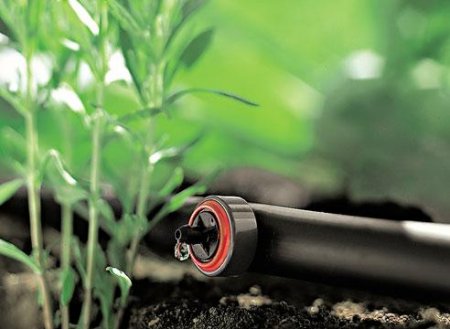 ����� ���� ��� ������ ����������