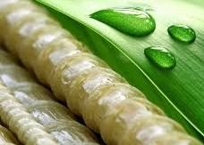 ����������� ��������