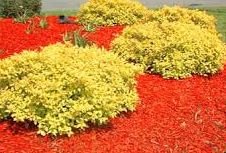 ������������ ������� ����