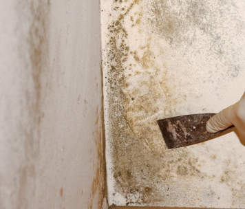 Борьба с плесенью Борьба с плесенью