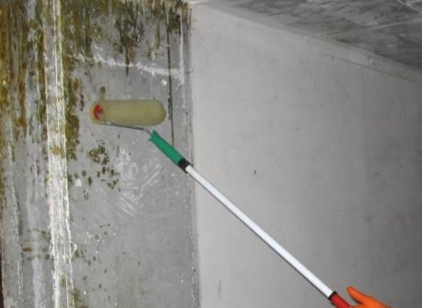 Борьба с плесенью Борьба с плесенью