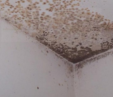 Борьба с плесенью Борьба с плесенью