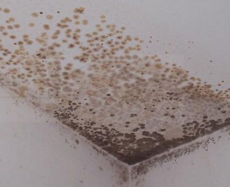 ��� ���������� �� ������ ����� �� ������ � �������