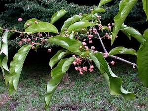 ����� ������� ������ ����������� ���������� �� �������