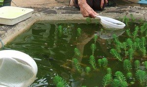 ��� ��������� �� ������������� �������