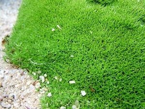 ��� ����� ����� ������ ��� ������? ������������ � ����������