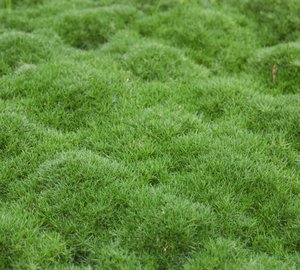 ��� ����� ����� ������ ��� ������? ������������ � ����������