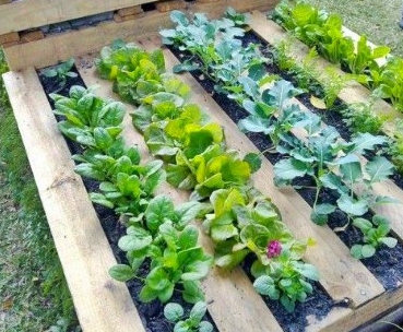 ������ ������ ������