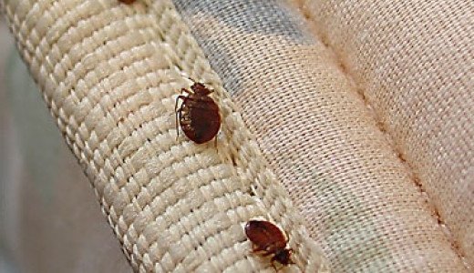 �� ���� - �����