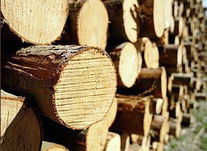 ������ ������� ������ ��� ����