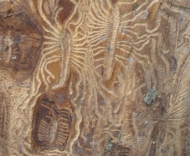 Шашель в древесине: уничтожение и защитная обработка