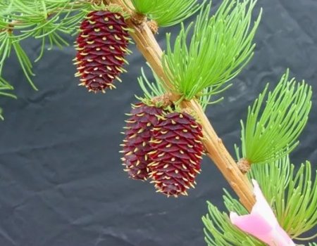 �� ����� ����� ������ ����� ��������� ���?